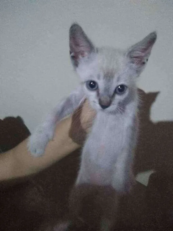 Gato ra a SRD idade Abaixo de 2 meses nome Sem nome