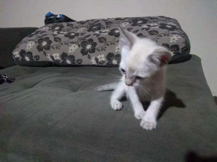 Gato ra a SRD idade Abaixo de 2 meses nome Sem nome