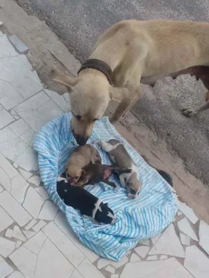 Cachorro raça Não sei  idade 5 anos nome Não Sei 