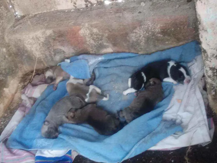 Cachorro ra a Não sei  idade 5 anos nome Não Sei 