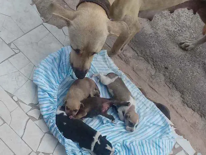 Cachorro ra a Não sei  idade 5 anos nome Não Sei 
