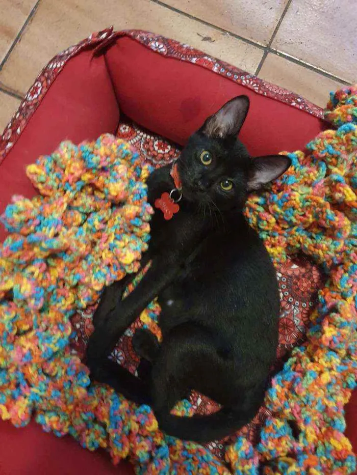Gato ra a Srd idade 2 a 6 meses nome LOTUS