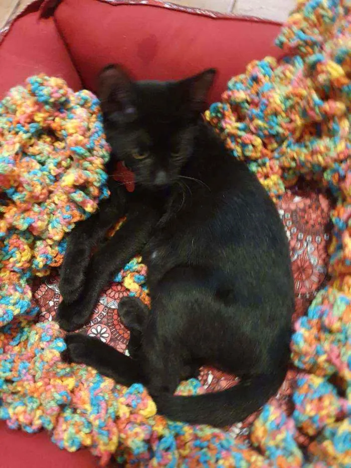 Gato ra a Srd idade 2 a 6 meses nome LOTUS