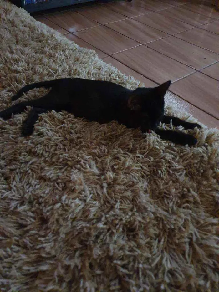 Gato ra a Srd idade 2 a 6 meses nome LOTUS