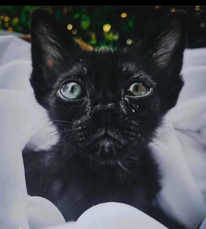 Gato ra a Srd idade 2 a 6 meses nome LOTUS