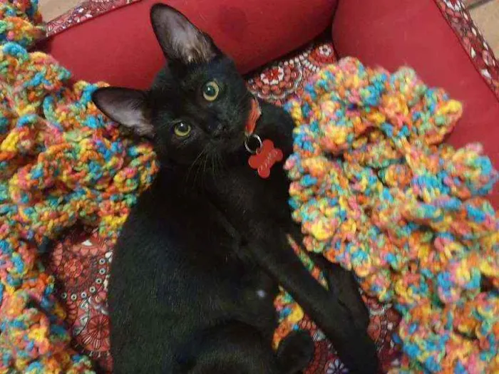 Gato ra a Srd idade 2 a 6 meses nome LOTUS