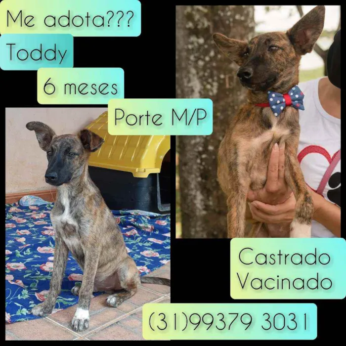 Cachorro raça SRD idade 2 a 6 meses nome Toddy