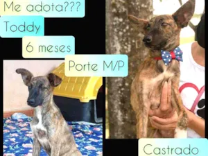 Cachorro raça SRD idade 2 a 6 meses nome Toddy