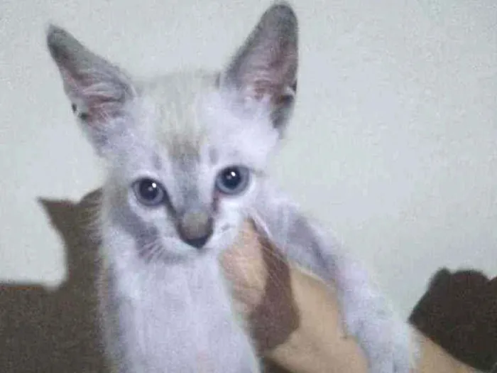 Gato ra a SRD idade Abaixo de 2 meses nome Sem nome