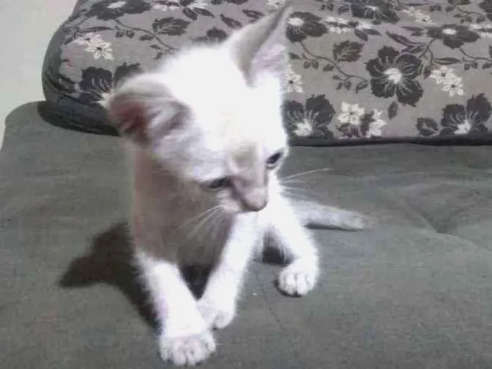 Gato ra a SRD idade Abaixo de 2 meses nome Sem nome
