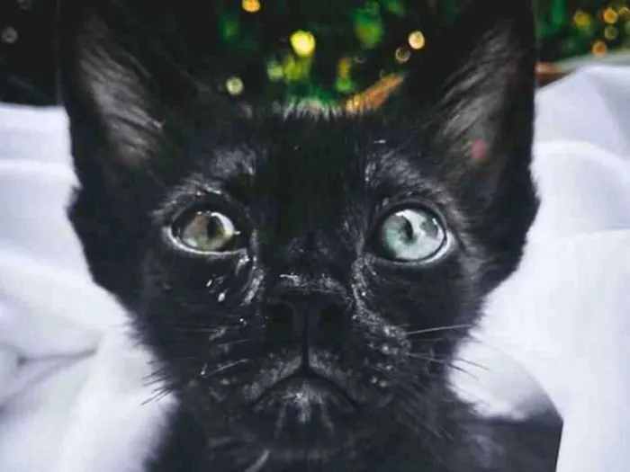 Gato ra a Srd idade 2 a 6 meses nome LOTUS