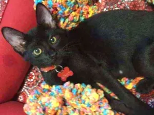 Gato raça Srd idade 2 a 6 meses nome LOTUS