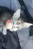 Cats