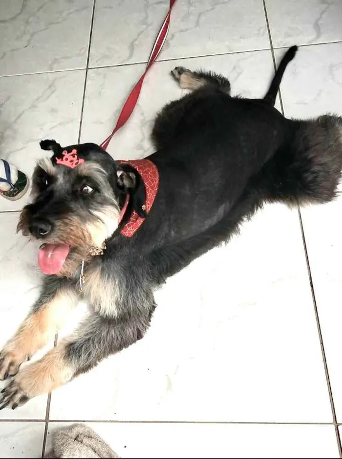 Cachorro raça  idade 1 ano nome Millie 