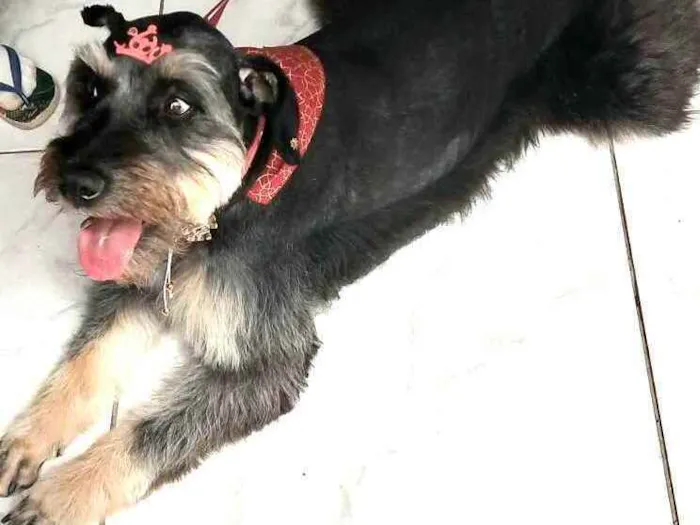 Cachorro raça  idade 1 ano nome Millie 