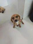 Cachorro raça SRD idade 2 a 6 meses nome Nina