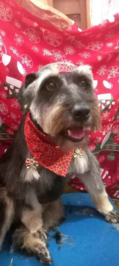 Cachorro raça  idade 1 ano nome Millie 