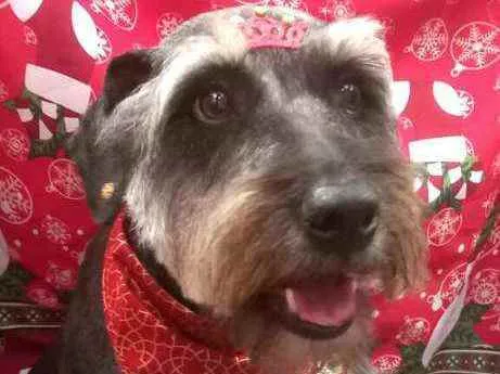 Cachorro raça  idade 1 ano nome Millie 