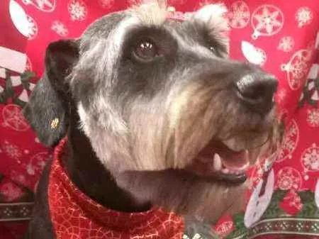 Cachorro raça  idade 1 ano nome Millie 