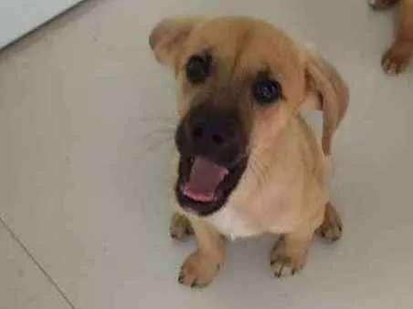 Cachorro raça SRD idade 2 a 6 meses nome Nick