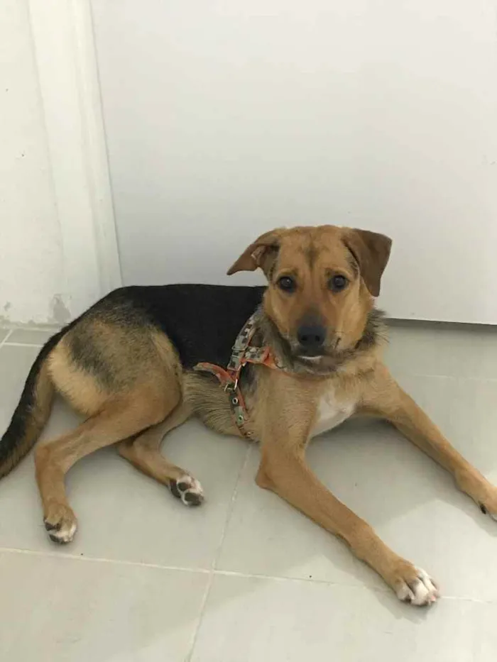 Cachorro ra a Indefinido  idade 7 a 11 meses nome Bella