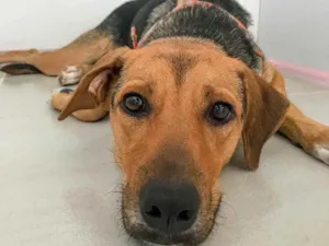 Cachorro raça Indefinido  idade 7 a 11 meses nome Bella