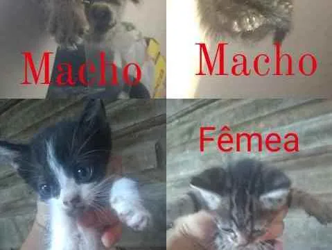 Gato raça Vira lata idade 1 ano nome Madame Nora