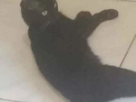 Gato raça Vira lata idade 1 ano nome Madame Nora