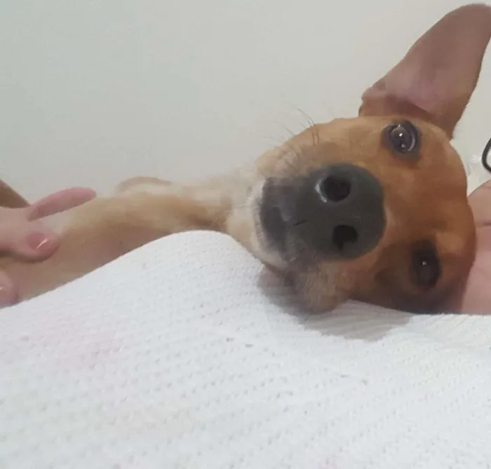 Cachorro ra a SRD-ViraLata idade 3 anos nome Fred