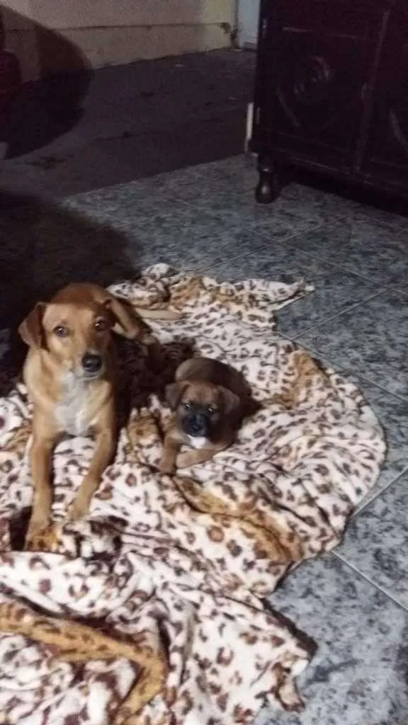 Cachorro ra a SRD-ViraLata idade 3 anos nome Fred