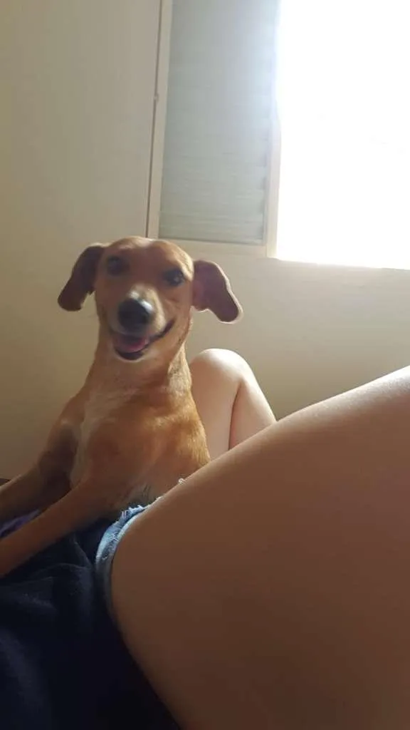 Cachorro ra a SRD-ViraLata idade 3 anos nome Fred