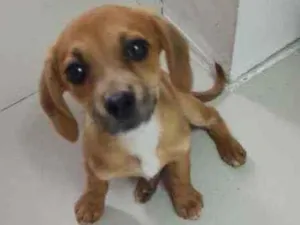 Cachorro raça SRD idade 2 a 6 meses nome Nina