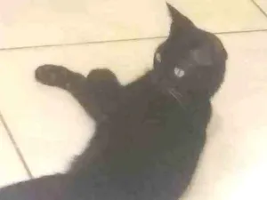 Gato raça Vira lata idade 1 ano nome Madame Nora