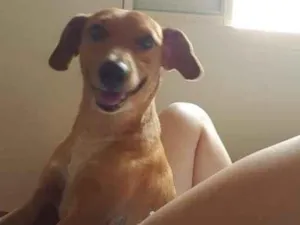 Cachorro raça SRD-ViraLata idade 3 anos nome Fred