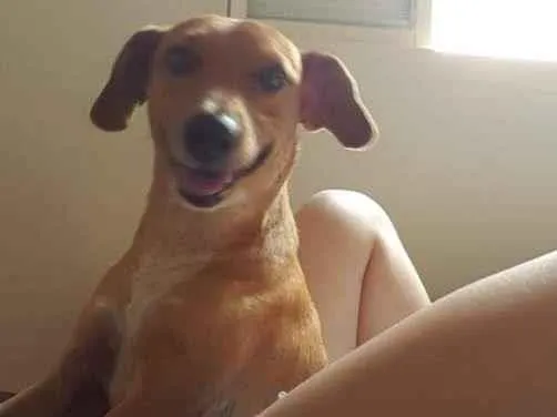 Cachorro ra a SRD-ViraLata idade 3 anos nome Fred