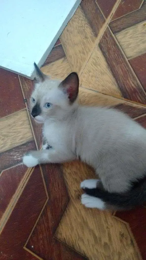 Gato ra a  idade Abaixo de 2 meses nome sem nome