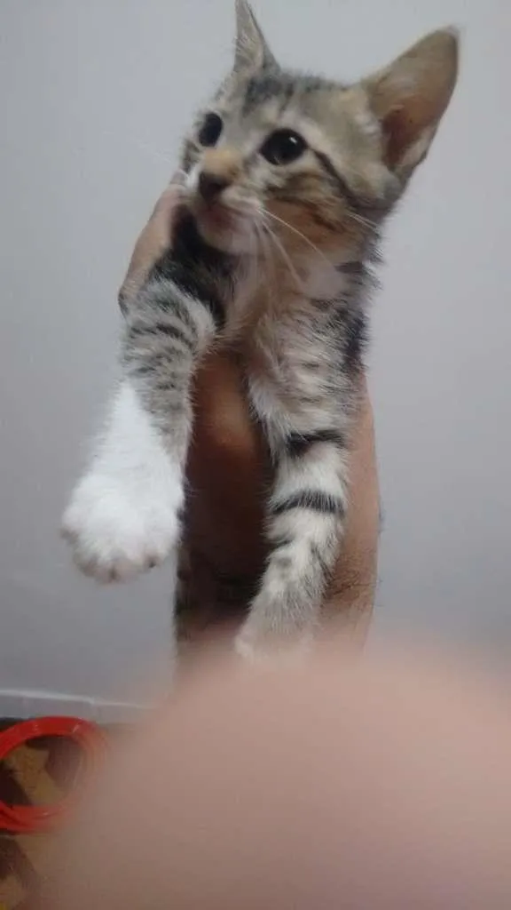 Gato ra a  idade Abaixo de 2 meses nome sem nome