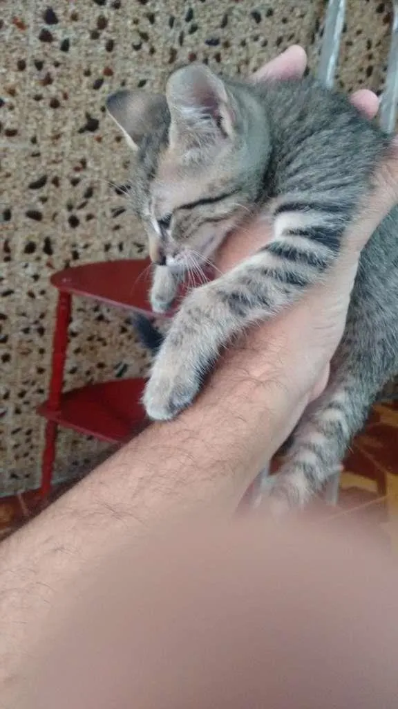 Gato ra a  idade Abaixo de 2 meses nome sem nome