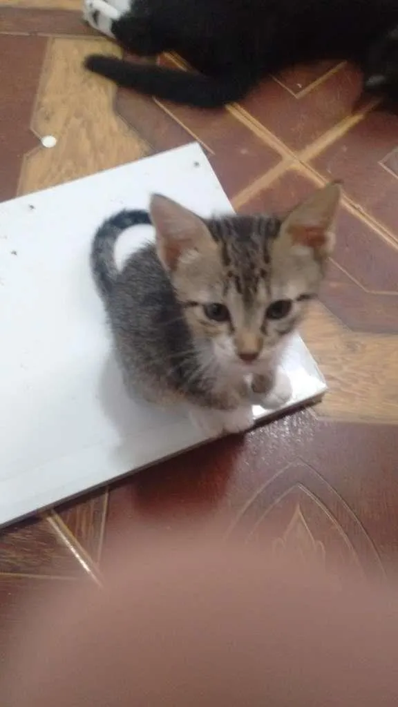 Gato ra a  idade Abaixo de 2 meses nome sem nome
