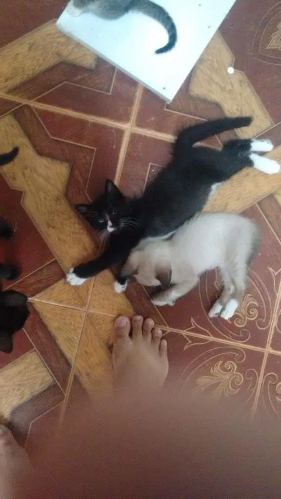 Gato ra a  idade Abaixo de 2 meses nome sem nome