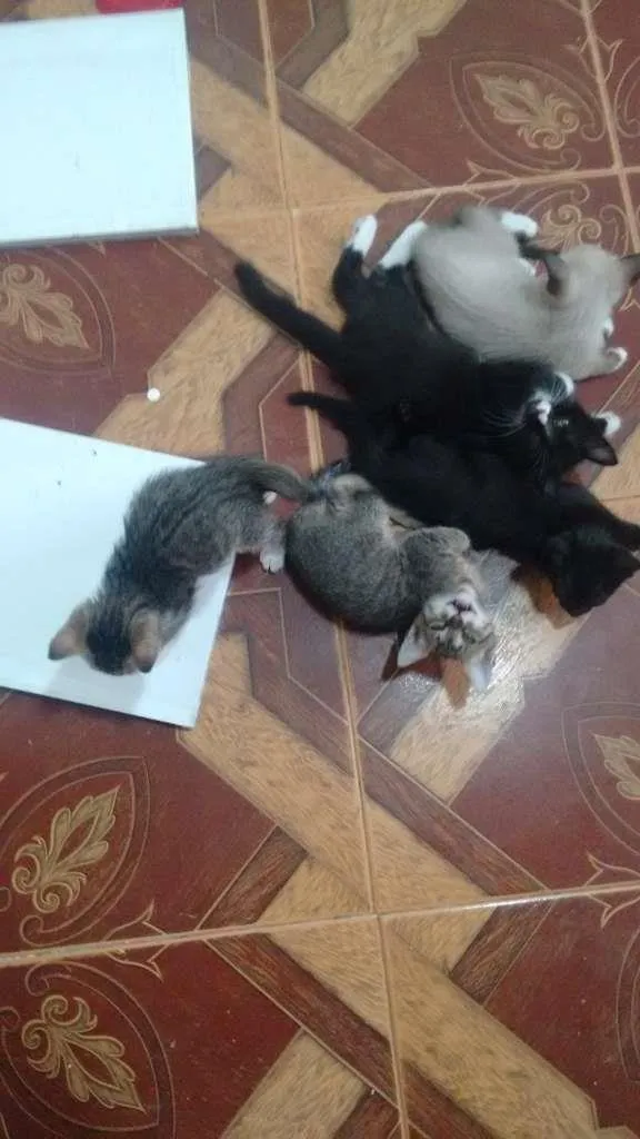 Gato ra a  idade Abaixo de 2 meses nome sem nome