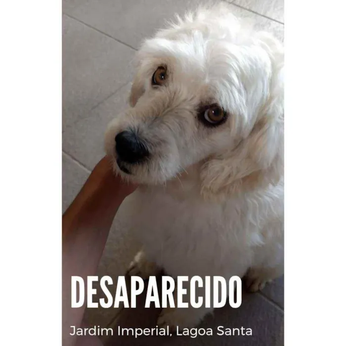 Cachorro ra a Não tem raça idade 6 ou mais anos nome Pingo