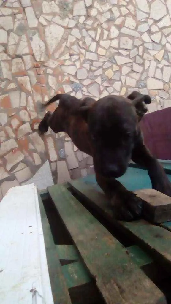 Cachorro raça Desconhecida idade 1 ano nome Não tem