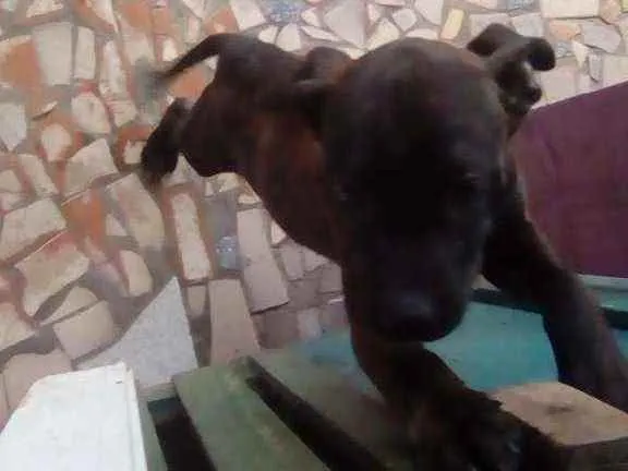 Cachorro raça Desconhecida idade 1 ano nome Não tem