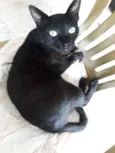 Preto