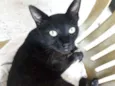 Preto
