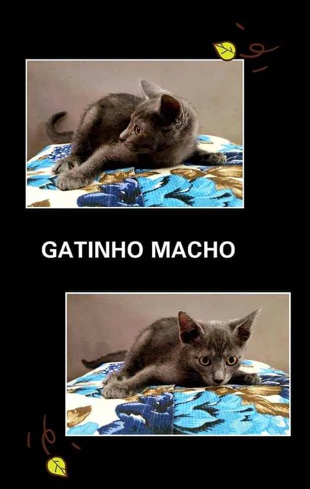 Gato ra a felino idade 2 a 6 meses nome Cinzento