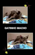 Cinzento