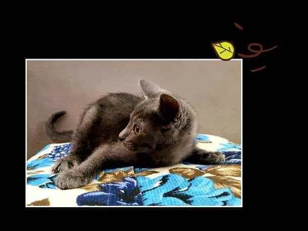 Gato ra a felino idade 2 a 6 meses nome Cinzento