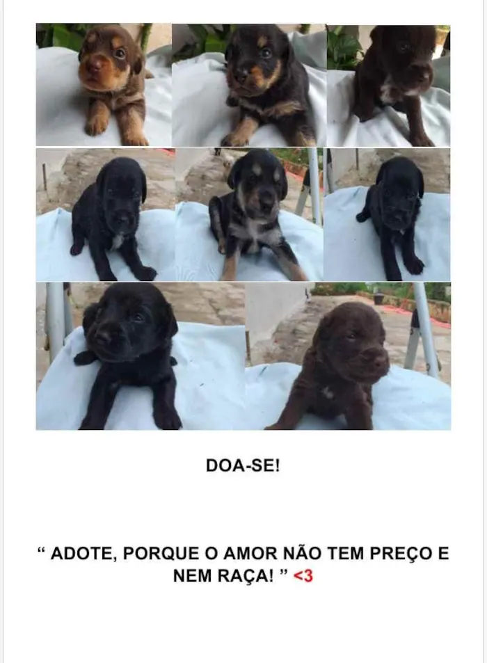 Cachorro raça Não é de raça idade Abaixo de 2 meses nome Filhotinhos 